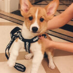Pupreme Harness & Leash Corgi Harness Corgi Leash
