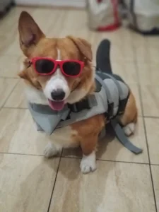 Shark Life Jacket 1 Shark Life Jacket Corgi Life Jacket, Dog Life Jacket