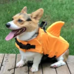 corgi shark, corgi in life jacket, shark vest, shark life jacket