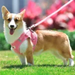 corgi dog harness corgi harness harnesses for corgis corgi harnesses harness corgi dog harness corgi harness for corgi corgi harness size harness for corgis what size harness for corgi corgi chest size