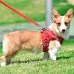corgi dog harness corgi harness harnesses for corgis corgi harnesses harness corgi dog harness corgi harness for corgi corgi harness size harness for corgis what size harness for corgi corgi chest size