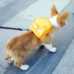 Backpack for Corgi Corgi Adventure Buddy - Portable Pet Backpack Corgi Backpack