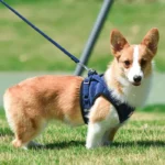 corgi dog harness corgi harness harnesses for corgis corgi harnesses harness corgi dog harness corgi harness for corgi corgi harness size harness for corgis what size harness for corgi corgi chest size