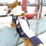 Corgi Shark Life Jacket - Image 4