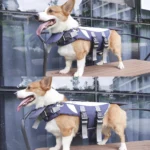 Corgi Shark Life Jacket - Image 6