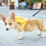 Corgi Adventure Buddy - Portable Pet Backpack - Image 3