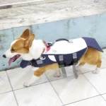 Corgi Shark Life Jacket - Image 7