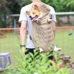 Corgi Commando cORGI Carriers Corgi Backback