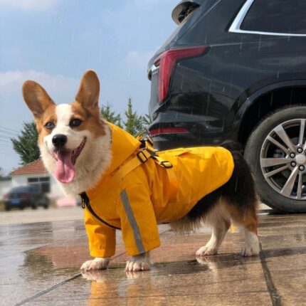 corgi yellow dog raincoat, corgis in raincoats, corgi rain jacket