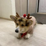 Christmas Corgi Hoodie Corgi Holiday Hoodie Corgi Hoodie
