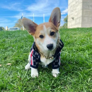 Corgi Fashion Jacket 1 Jackets & Coats Corgi Fashion Jacket