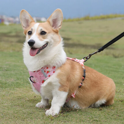 best harness for corgi, best corgi harness, corgi dog harness