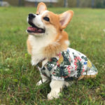 corgi hawaiian shirt Sporedne corgi golf shirt corgi hawaiian shirt hawaiian corgi corgi button down shirt corgi button up shirt shirts for corgis Corgi Shop
