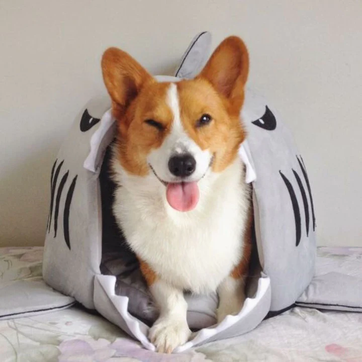 shark corgi house