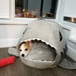 shark corgi house