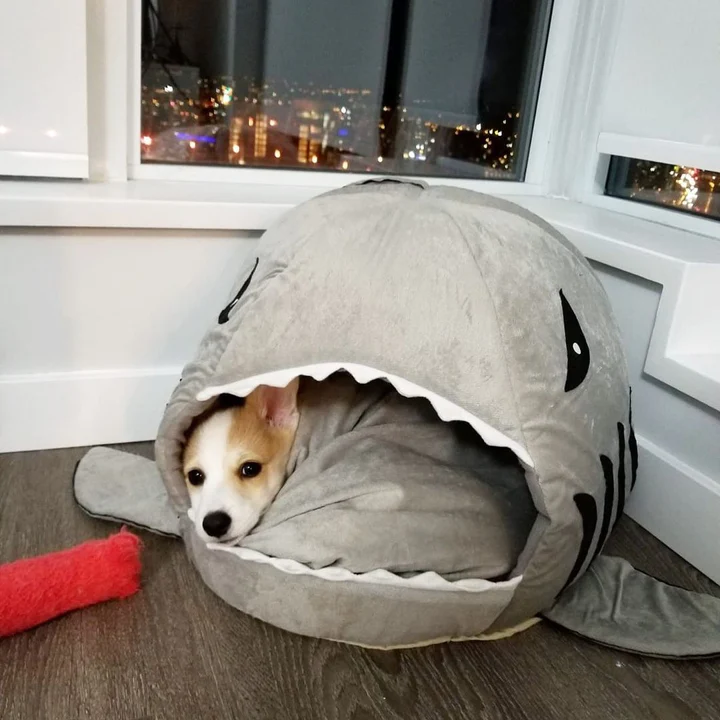 shark corgi house