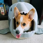 shark corgi house