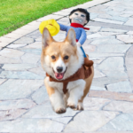 Cowboy Corgi Costume