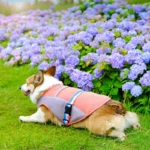 Corgi Summer Vest