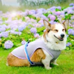 Corgi Summer Vest