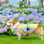 Corgi Summer Vest