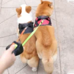 double harness for dogs