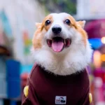 Love Corgi Shirt