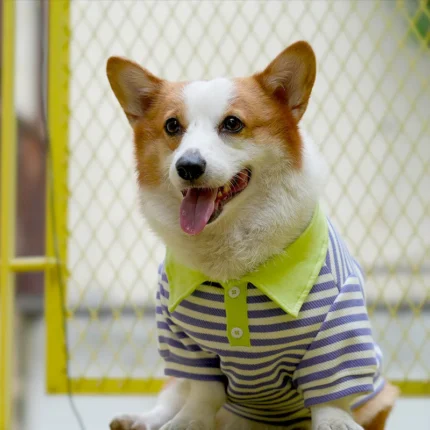Welsh Corgi Shirt