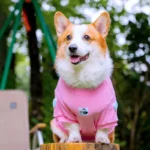 Love Corgi Shirt