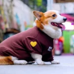 Love Corgi Shirt