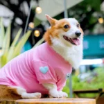 Love Corgi Shirt