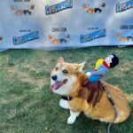 Cowboy Corgi Costume