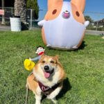 Cowboy Corgi Costume