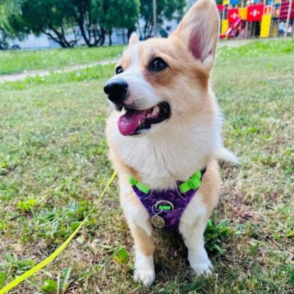 Truelove Comfort Corgi Harness