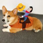 Cowboy Corgi Costume