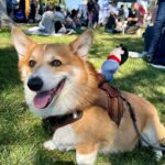 Cowboy Corgi Costume
