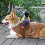 Cowboy Corgi Costume