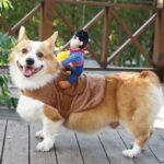 Cowboy Corgi Costume