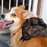 Chewy V Print Corgi Backpack