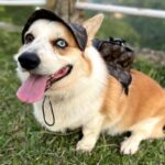 The Chewy V Print Corgi Backpack - Image 5