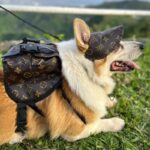 The Chewy V Print Corgi Backpack - Image 6