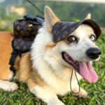 The Chewy V Print Corgi Backpack - Image 4