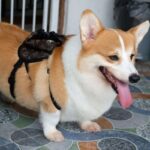 The Chewy V Print Corgi Backpack - Image 7