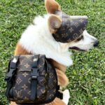 The Chewy V Print Corgi Backpack - Image 2