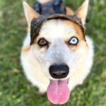 The Chewy V Print Corgi Backpack - Image 3