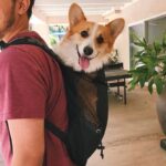 Compact Corgi Carrier Compact Corgi Backpack