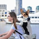 Compact Corgi Carrier Compact Corgi Backpack