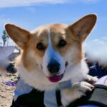 Compact Corgi Carrier Compact Corgi Backpack