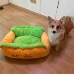 Hot Dog Corgi Bed