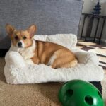 Plushy Corgi Sofa Corgi Shop